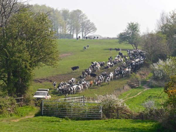 1066 Country Walk
