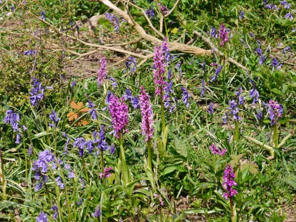 1066 Country Walk