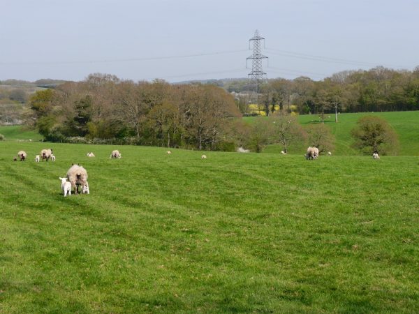 1066 Country Walk