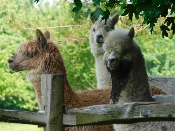 1066 country walk