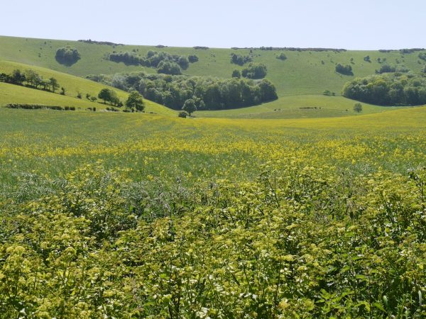South Downs 2 day walk