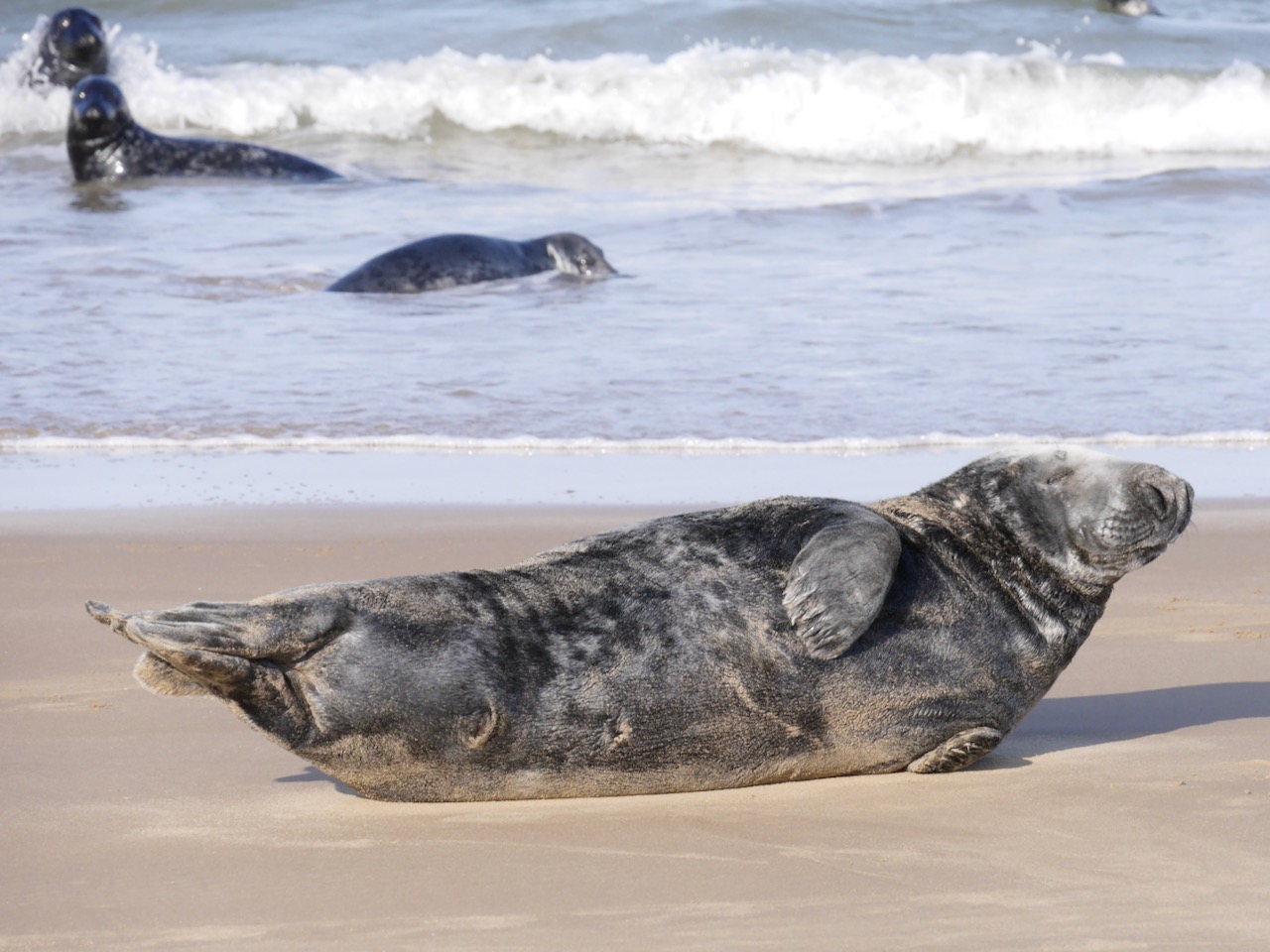 Seals on Goodwin Sands