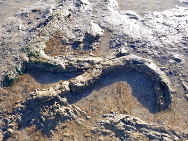 Submerged forest at Pett Level, East Sussex