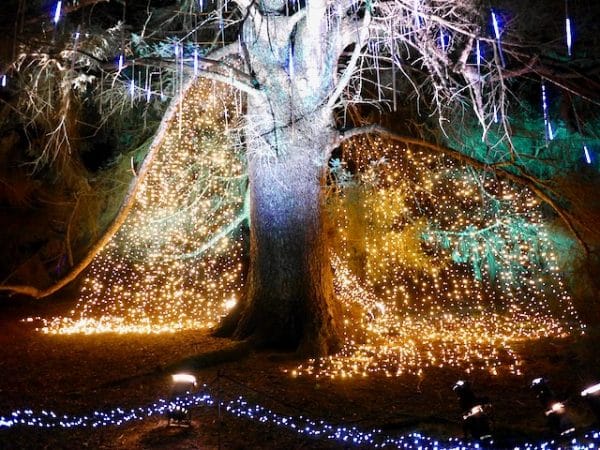 Bedgebury Pinetum Christmas Light Trail New Years' Day 2022