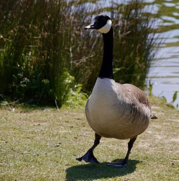 Shinewater Country Park, Kent